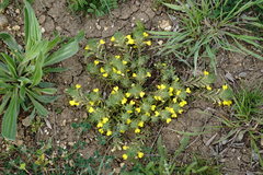 Ajuga mollis