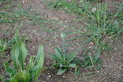 Allium cyrillii