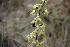 Bombylius fimbriatus