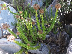 Pseudoselago serrata