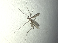 Tipula maxima