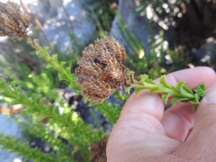 Pseudoselago serrata