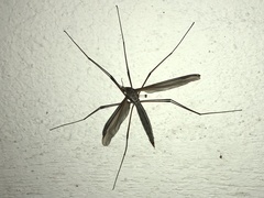 Tipula maxima