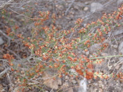 Erica leucopelta