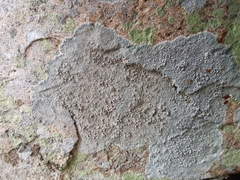 Lecanora subcarnea