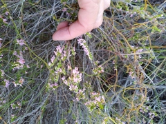 Erica intervallaris