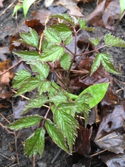 Actaea pachypoda