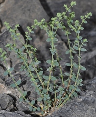 Paronychia suffruticosa