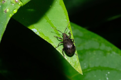 Cyphicerini