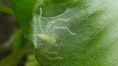 Gnathopalystes taiwanensis