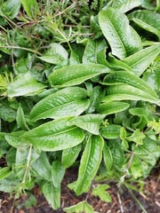 Bistorta officinalis