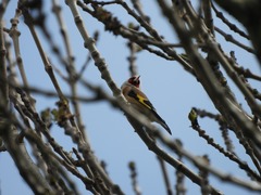 Carduelis carduelis