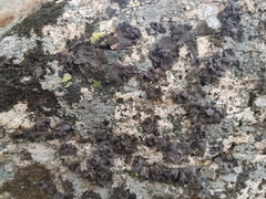 Umbilicaria polyphylla