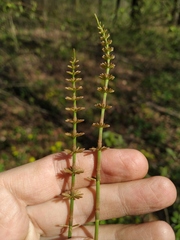 Equisetum pratense image