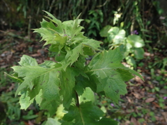 Lactuca formosana
