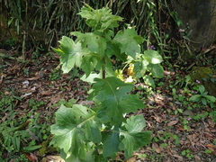 Lactuca formosana