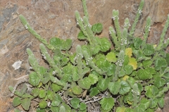 Lafuentea rotundifolia