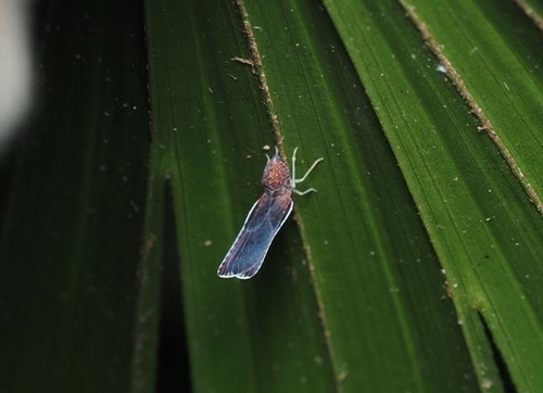 Neoproutista pseudoalbicosta, 2021-04-30