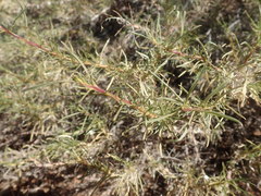 Aptosimum spinescens