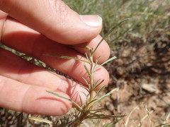 Aptosimum spinescens