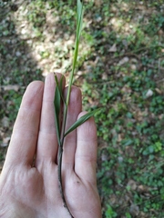 Melica nutans