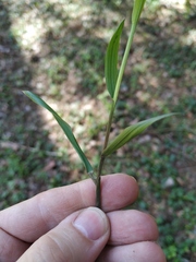 Melica nutans