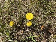 Tussilago farfara