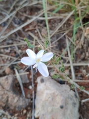 Barleria rigida