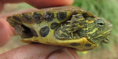 Trachemys scripta troostii