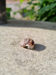 Marmorana serpentina