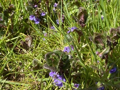 Glechoma hederacea