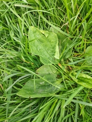 Plantago major