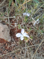 Barleria rigida
