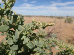 Roepera lichtensteiniana