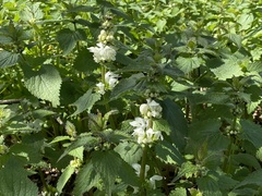 Lamium album