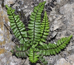 Asplenium azomanes