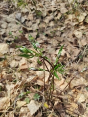 Lathyrus vernus
