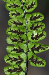 Asplenium azomanes
