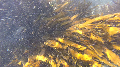 Anthophycus longifolius