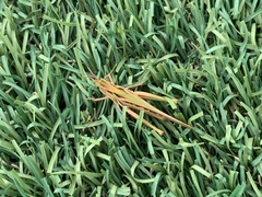 Froggattina australis