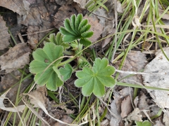Alchemilla