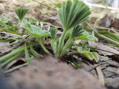Alchemilla