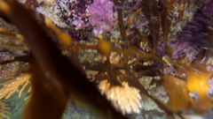 Anthophycus longifolius