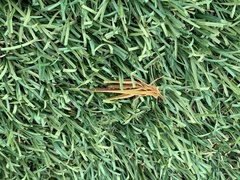 Froggattina australis