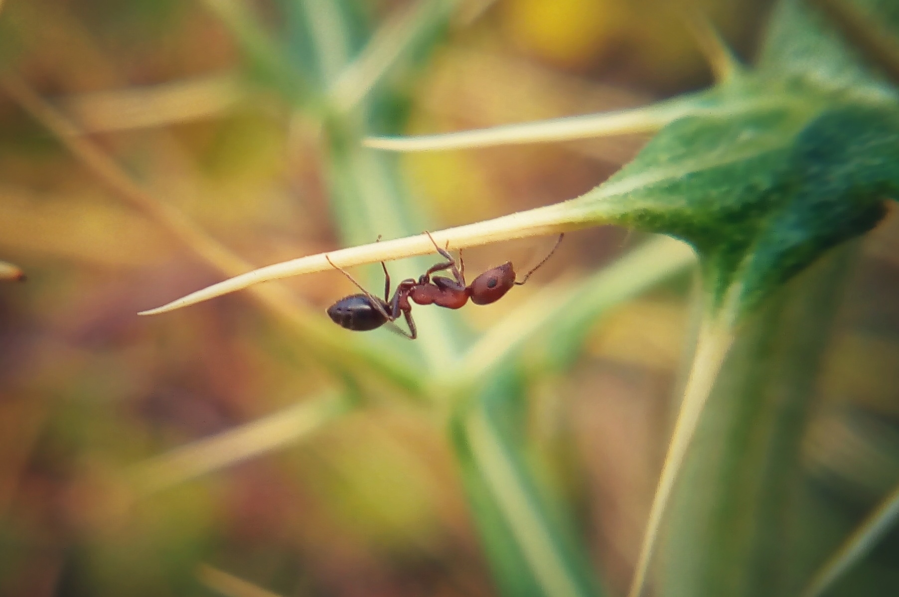 Monomorium indicum