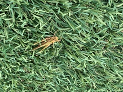 Froggattina australis