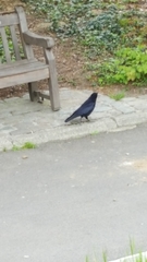 Corvus corone