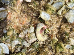 Thylacodes variabilis