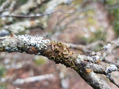 Melanohalea exasperata