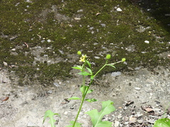 Ranunculus cantoniensis